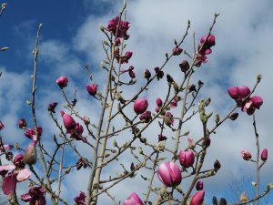 Magnolia ‘Black Tulip’ x M. ‘Darjeeling’