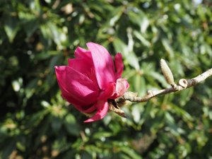 Magnolia campbellii ‘Darjeeling’