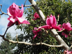 Magnolia campbellii ‘Darjeeling’