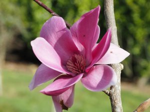 Magnolia ‘Flaming Heart’