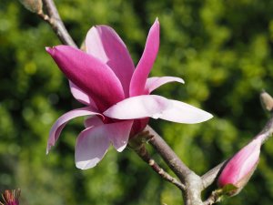 Magnolia ‘Flaming Heart’
