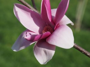 Magnolia ‘Flaming Heart’