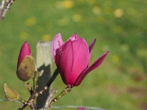 Magnolia ‘Pink Pyramid’