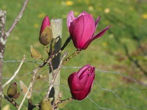 Magnolia ‘Pink Pyramid’