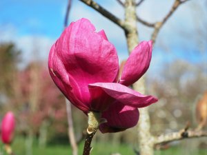 Magnolia ‘Romance’