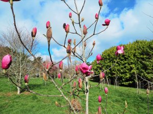 Magnolia ‘Romance’