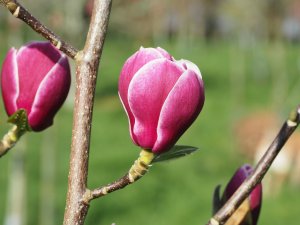 Magnolia ‘Venus’ (M. ‘Black Tulip x M. ‘Pickard’s Ruby’)