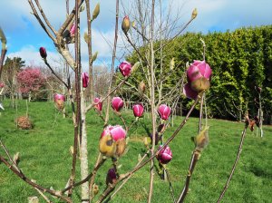 Magnolia ‘Venus’ (M. ‘Black Tulip x M. ‘Pickard’s Ruby’)