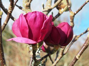 Magnolia ‘Vulcan’ x M. ‘Black Tulip’
