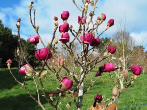 Magnolia ‘Vulcan’ x M. ‘Black Tulip’