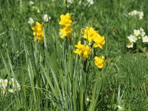 Narcissus ‘Mr. Julian’