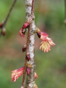Cercidiphyllum japonicum ‘Pendulum’
