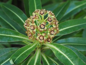 Euphorbia mellifera