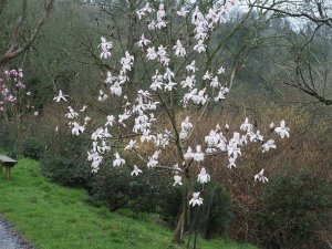 Magnolia campbellii alba seedling