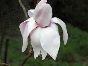Magnolia campbellii alba seedling