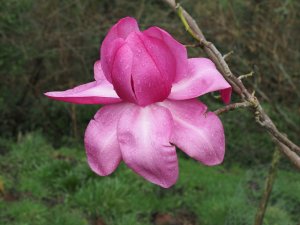 Magnolia campbellii ‘Darjeeling’