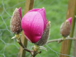Magnolia ‘Katja Landner’