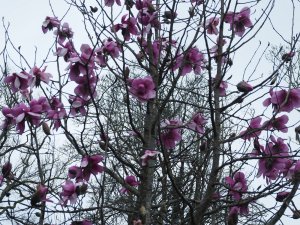 Magnolia ‘Lizzy’