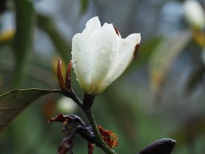 Magnolia (Michelia) doltsopa ‘Rusty’