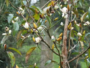 Magnolia (Michelia) doltsopa ‘Rusty’