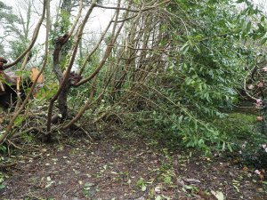 Tidying up what is left of the laurel hedge
