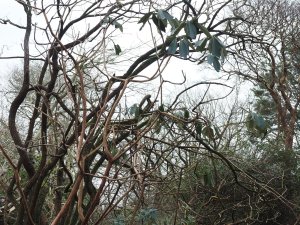 big leafed rhododendron