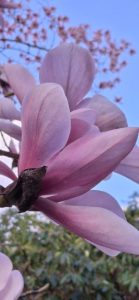 Magnolia sprengeri ‘High Haven’