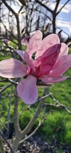 Magnolia sprengeri ‘High Haven’