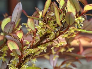 Pseudowintera colorata ‘Marjorie Congreve’