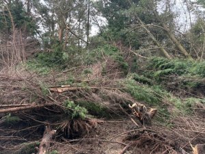 A row of leylandii blown over in Kennel Close shelter belt