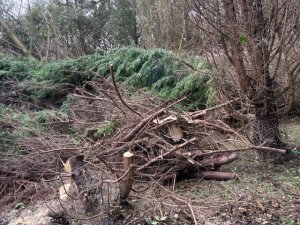 A row of leylandii blown over in Kennel Close shelter belt