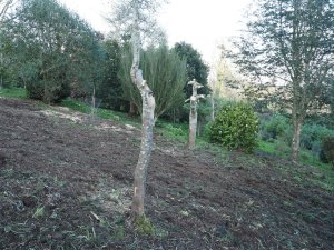 Styrax wuyuanensis and Magnolia ‘Susanna van Veen’