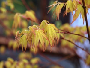 Acer palmatum ‘Senkaki’