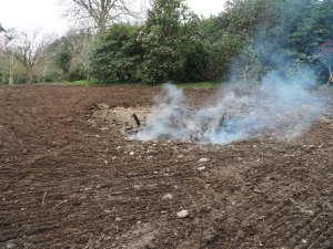 All that is left of the giant fir