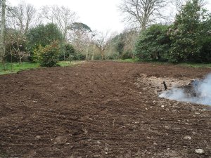 All that is left of the giant fir