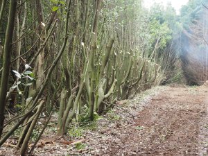 Half the bay tree hedge cut back to reshoot