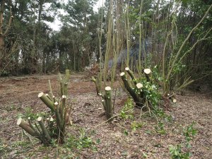 Half the bay tree hedge cut back to reshoot