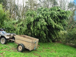 This leylandii fell down