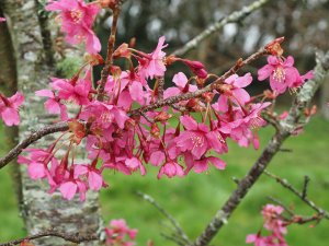 Prunus ‘Collingwood Ingram’