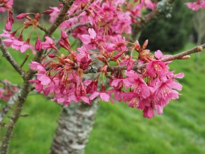 Prunus ‘Collingwood Ingram’