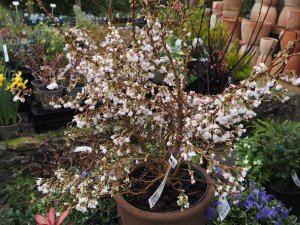 Prunus incisa ‘Kojo-No-Mai’