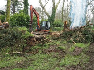 Work starts on the fallen Cupressus macrocarpas
