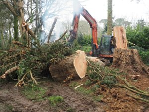 Work starts on the fallen Cupressus macrocarpas
