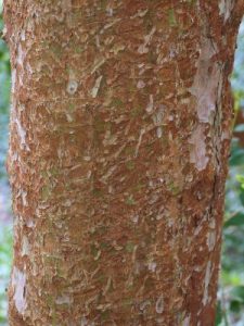 Blepharocalyx cruckshanksii