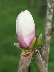 Magnolia ‘Cassiopeia’