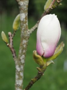 Magnolia ‘Cassiopeia’