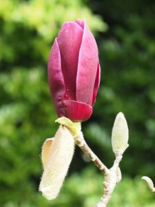Magnolia ‘Summer Rose’