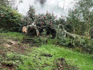 Clearing up a huge limb of fir