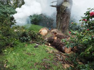 Clearing up a huge limb of fir