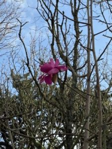 Magnolia ‘Caerhays Belle’ x M. ‘Lanarth’